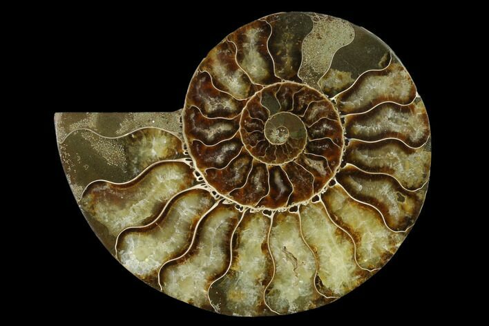 Agatized Ammonite Fossil (Half) - Madagascar #139678